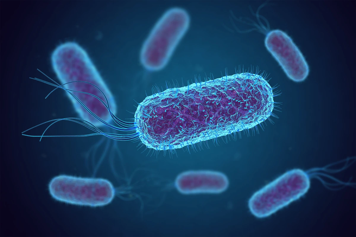 Microscopic visualization of bacteria from the original uUTI case study.